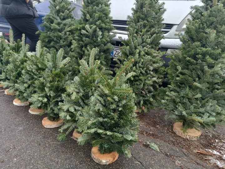 kak-vibrat-legalnuyu-yelku-pravookhraniteli-dali-soveti