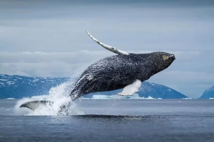 new-method-for-whale-health-control-deadly-virus-in-the-arctic-detected-using-drones