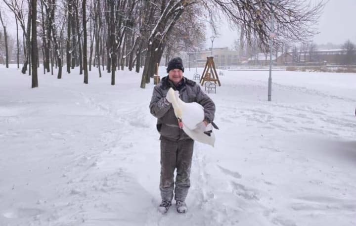 cherez-morozy-lebediv-z-levandivskoho-ozera-u-lvovi-tymchasovo-pereselyly-v-domivku-vriatovanykh-tvaryn