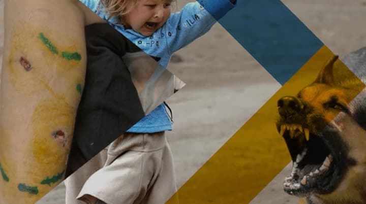 okupovanyi-mariupol-nakryla-khvylia-napadiv-brodiachykh-sobak-tsns