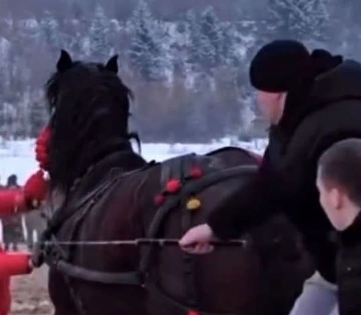 zoozashchitniki-zayavili-chto-loshadei-zastavlyali-taskat-brevna-i-khlestali-palkami-na-festivale-na-prikarpate-politsiya-proveryaet