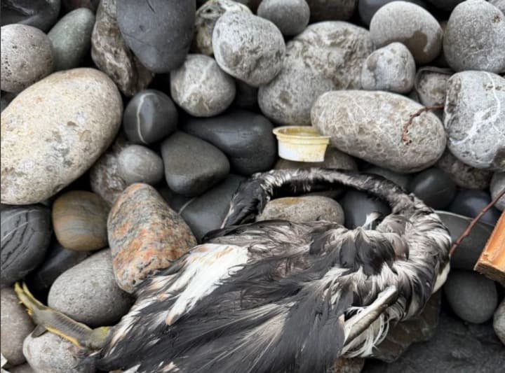 poblyzu-pivdennoho-bereha-krymu-zafiksovano-masshtabnu-naftovu-pliamu-ta-mertvykh-ptakhiv