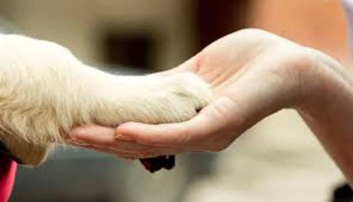 khto-takyi-zoopsykholoh-ta-koly-tvaryni-spravdi-potriben-fakhivets-z-povedinky