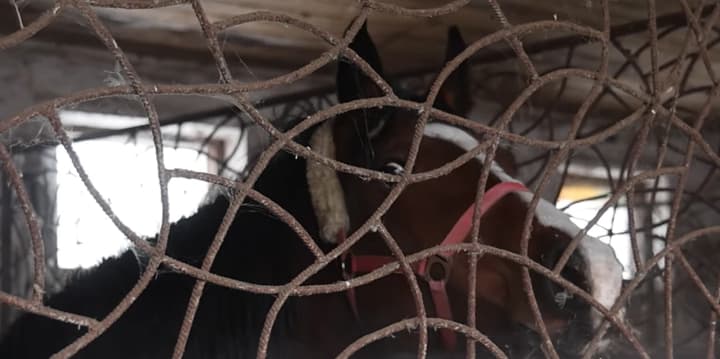 na-kharkivshchyni-z-pryfrontovoi-terytorii-evakuiuvaly-19-konei-z-kinnoho-klubu