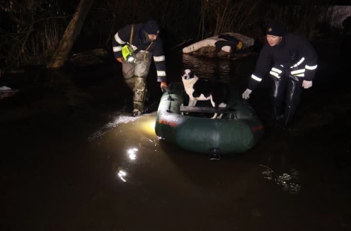 u-kropyvnytskomu-cherez-rozlyv-richky-zatopylo-prytulok-dlia-tvaryn