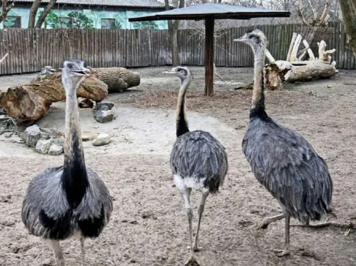 u-bilii-tserkvi-pereviriaiut-mozhlyve-nenalezhne-utrymannia-strausa