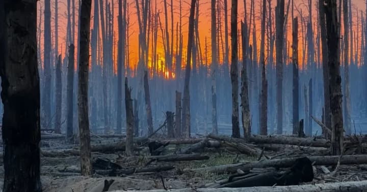 okruzhayushchaya-sreda-i-voina-chto-proiskhodit-s-ukrainskimi-lesami-stepyami-i-zapovednikami