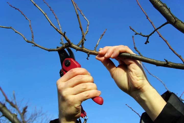 proper-tree-pruning-what-to-look-for-to-increase-yield