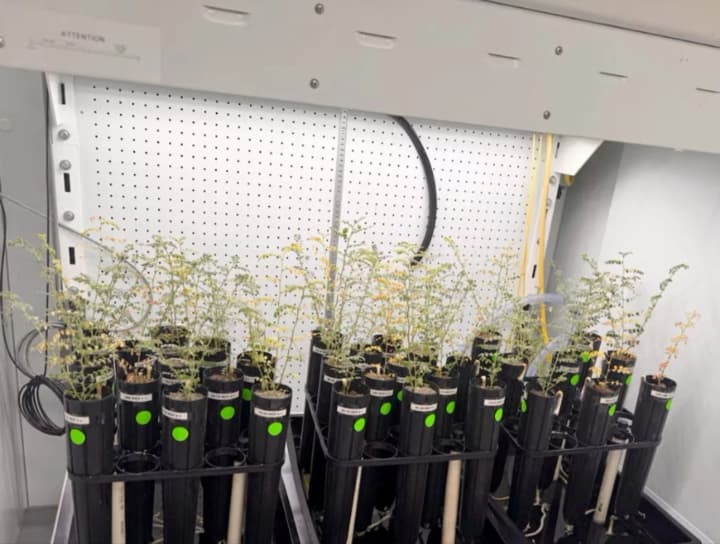 uchenie-uspeshno-virastili-nut-v-simulirovannom-lunnom-grunte-dlya-budushchikh-kosmicheskikh-missii