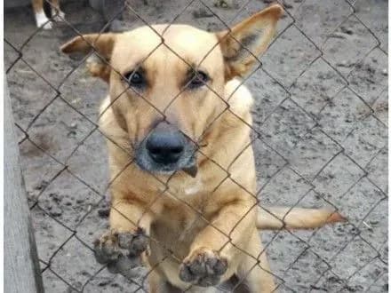 У притулку "Сіріус" на Київщині не вистачає їжі для тварин