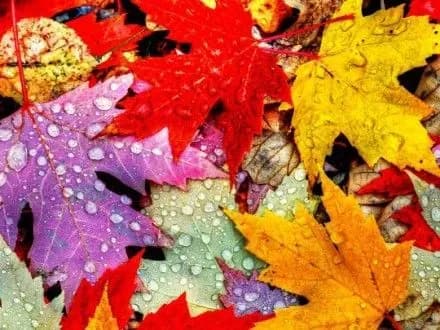 У Києві очікується дощ з мокрим снігом