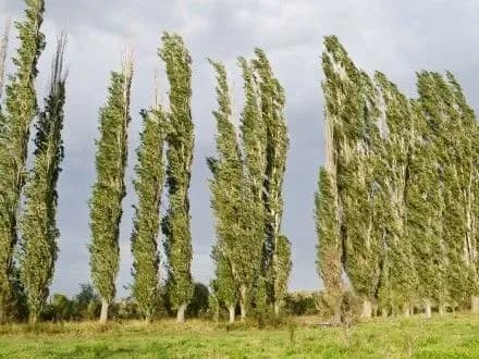 На бульварі Лепсе в Києві висадили тополі без пуху