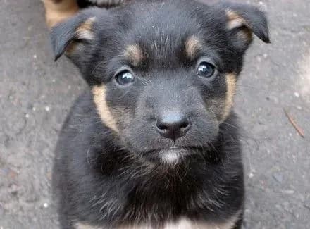 Центр швидкої допомоги для тварин планують створити у Тернополі