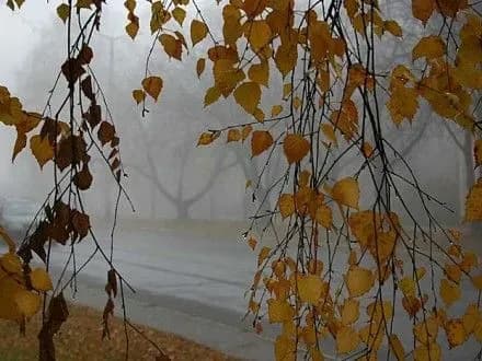 Погода в Україні буде дощовою, місцями мокрий сніг