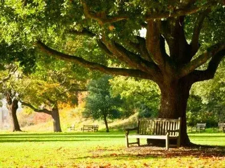 Парк та 16 скверів облаштують у Києві