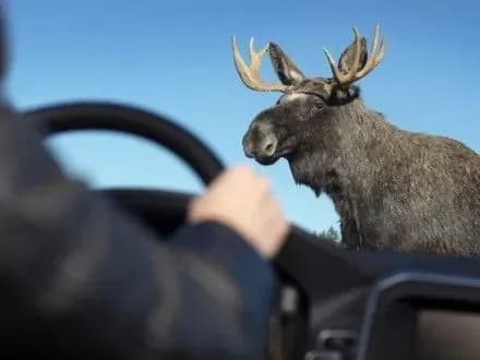 На трассе "Киев-Варшава" был сбит лось