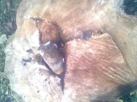Снаряд часів минулих війн знайшли у дереві на Запоріжжі