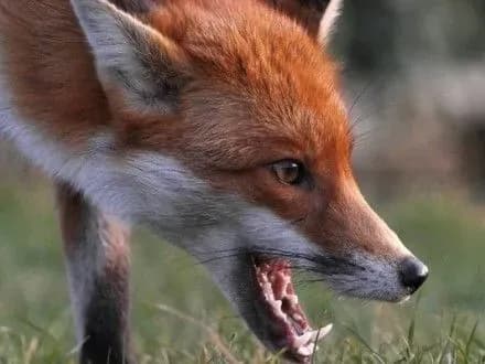 Через скажену лисицю карантин оголосили в 11 селах Рівненщини