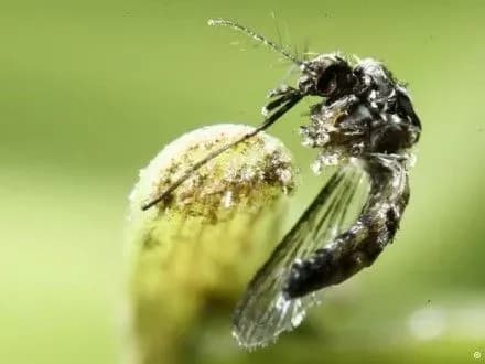 ВООЗ скасувала надзвичайну ситуацію через вірус Зіка