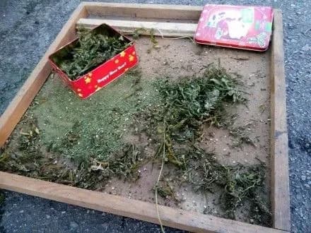 Житель Павлограда хранил дома конопли на 80 тыс. грн