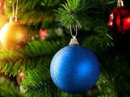 Новорічну ялинку в Одеській області придбають за 120 тис. грн