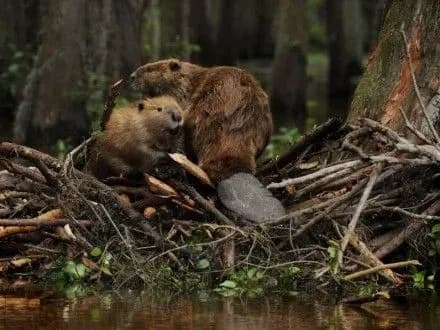 Екологи: на Харківщині побільшало бобрів