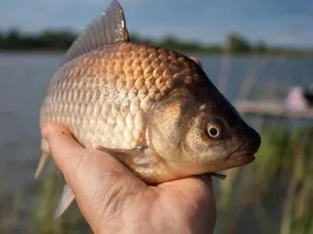 На Черкащині почала діяти заборона на промисловий вилов риби