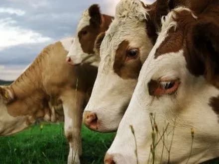 Поголів’я ВРХ в Україні скоротилось за рік на 3,1%