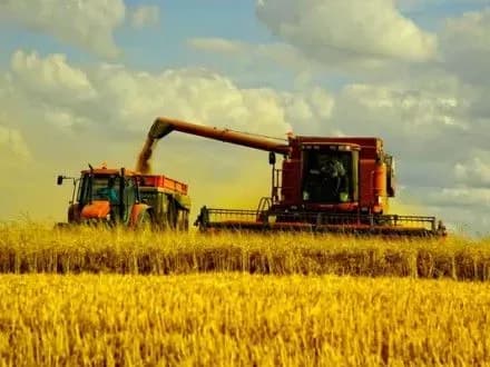 Экспорт зерна в 2016/2017 МГ может составить 41,6 млн тонн - Минагрополитики