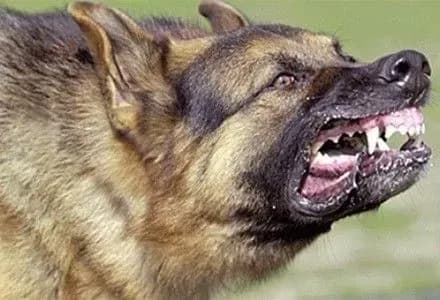 Від нападу трьох вівчарок на Херсонщині загинув чоловік