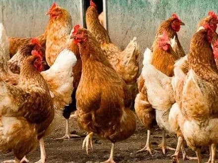 На Херсонщині зняли карантинні обмеження через пташиний грип