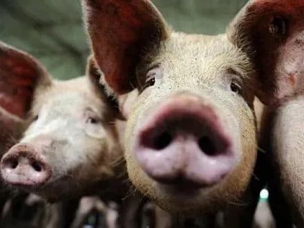 У Збаразькому районі на Тернопільщині оголосили карантин через АЧС