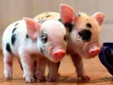 Для боротьби з АЧС необхідно внести зміни до законодавства щодо ідентифікації тварин - нардеп