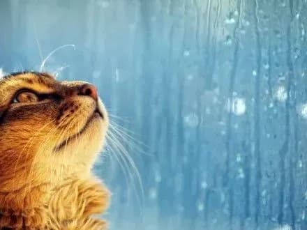 Сьогодні в столиці часом дощитиме