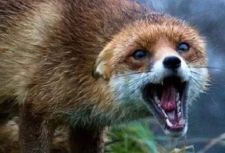 Новый случай бешенства зафиксировали в Винницкой области