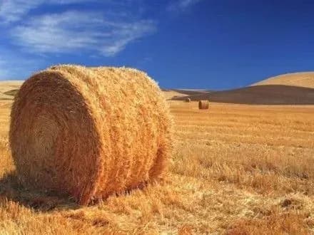 Експерт припустив, що в Україні соломою можна замінити 9 млрд куб. газу на рік