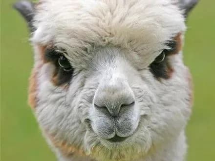 Відвідувачі луцького зоопарку до смерті загодували альпаку