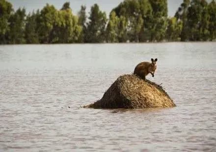Повінь після "Деббі" забрала життя двох австралійок