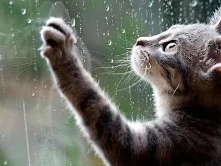 Завтра в Киеве будет облачная погода с дождем