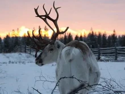 Северные олени в Норвегии оказались под угрозой вымирания