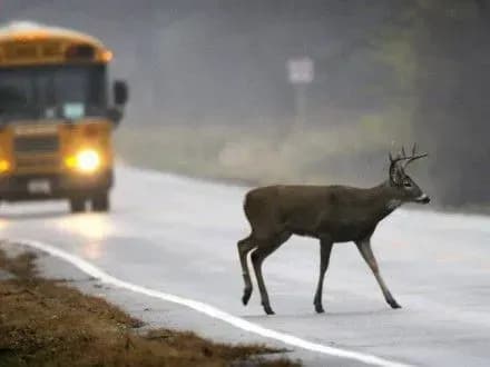 Через оленя 14 детей пострадали в ДТП в США
