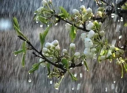 Синоптики попередили про сильні дощі та гради