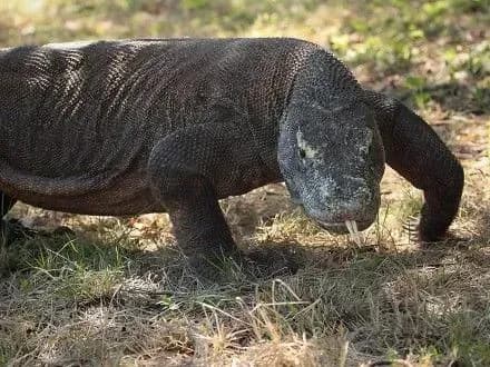 Комодский дракон напал на туриста в Индонезии