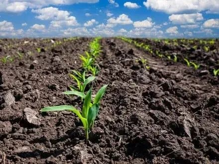 Нардеп: правительство и депутаты начнут консультации по земельной реформе 29 мая