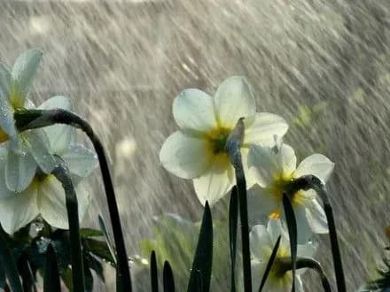 Сегодня в столице ожидается кратковременный дождь