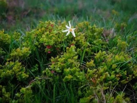 На Закарпатті на висоті 1511 метрів зацвіли нарциси