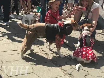 Перший в Україні парад Джек-рассел-тер'єрів стартував у Києві