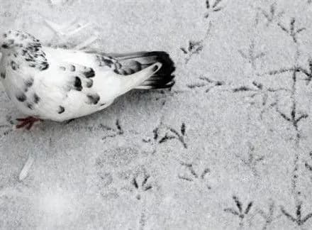 Сьогодні в Україні холодна погода, місцями дощ та мокрий сніг