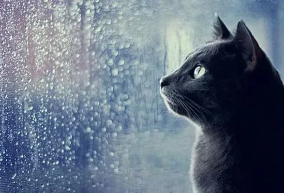 Сегодня в Киеве ожидается дождь