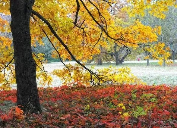 Сьогодні в Україні опадів не очікується